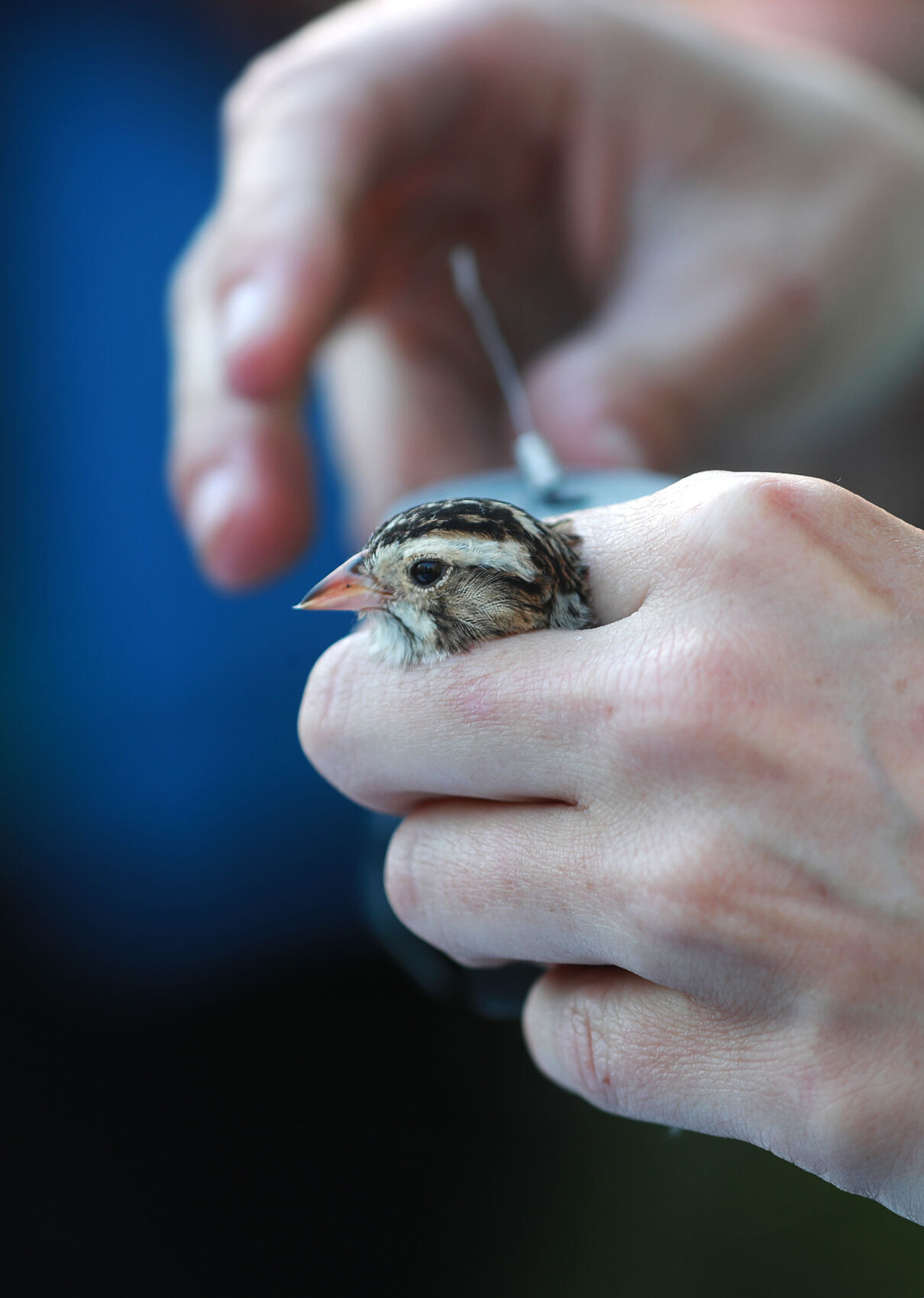 Bird study and banding on the Upper Clark Fork River